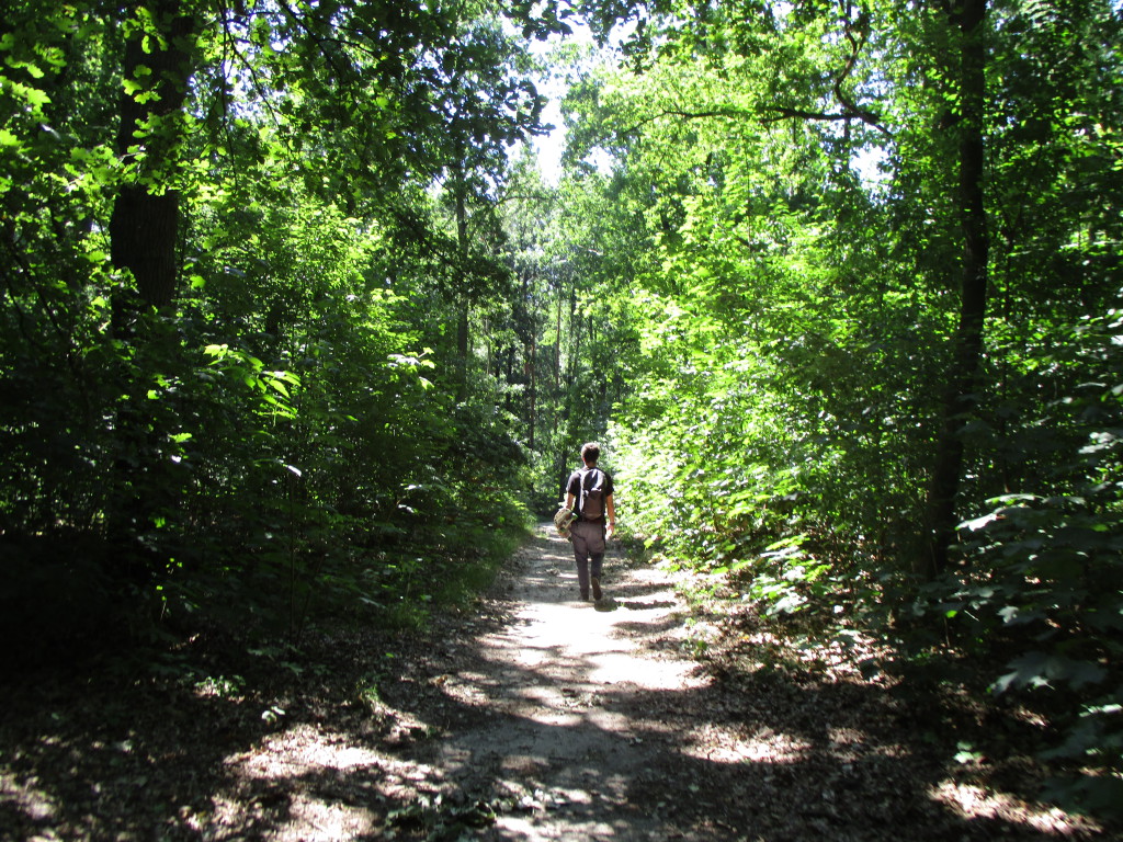 Teufelsberg forest